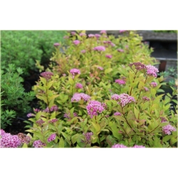 krzewy Tawuła japońska Goldmund K170