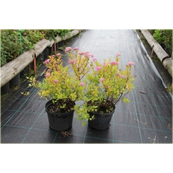 krzewy Tawuła japońska Goldmund K170