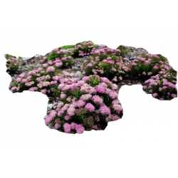 krzewy Tawuła japońska Japanese Dwarf K179