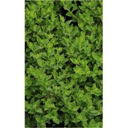 krzewy Tawuła japońska Japanese Dwarf K179