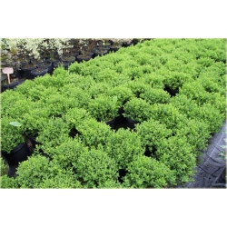 krzewy Tawuła japońska Japanese Dwarf K179