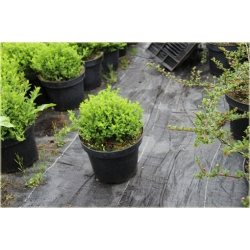 krzewy Tawuła japońska Japanese Dwarf K179