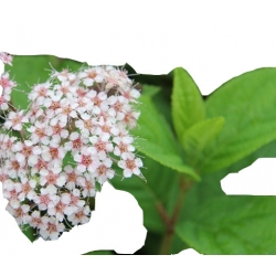 krzewy Tawuła japońska Pruhoniciana K168