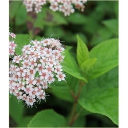 krzewy Tawuła japońska Pruhoniciana K168