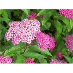 krzewy Tawuła japońska Pruhoniciana K168