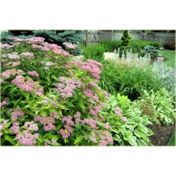 krzewy Tawuła japońska Pruhoniciana K168