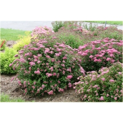 krzewy Tawuła japońska Pruhoniciana K168