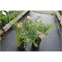 krzewy Tawuła japońska Pruhoniciana K168