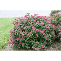 krzewy Tawuła japońska K82