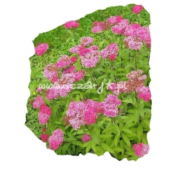 krzewy Tawuła jap Anthony Waterer K23