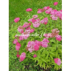 krzewy Tawuła jap Anthony Waterer K23