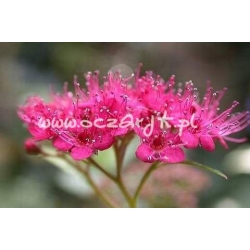 krzewy Tawuła jap Anthony Waterer K23