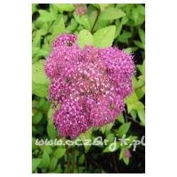 krzewy Tawuła jap Anthony Waterer K23