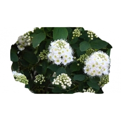 krzewy Tawuła Nippońska Snowmound K176