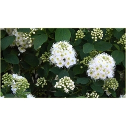 krzewy Tawuła Nippońska Snowmound K176