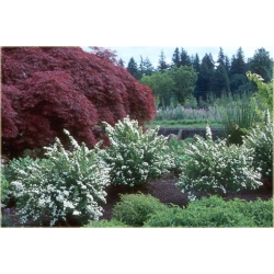 krzewy Tawuła Nippońska Snowmound K176
