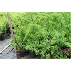 krzewy Tawuła Nippońska Snowmound K176