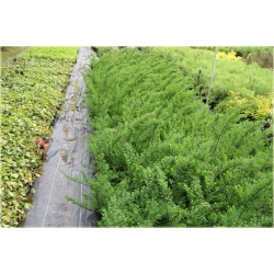 krzewy Tawuła Nippońska Snowmound K176