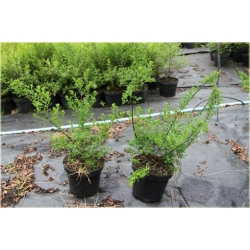 krzewy Tawuła Nippońska Snowmound K176