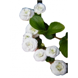 krzewy Tawuła śliwolistna pełna Plena K184