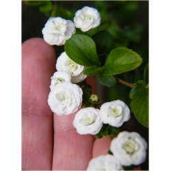 krzewy Tawuła śliwolistna pełna Plena K184