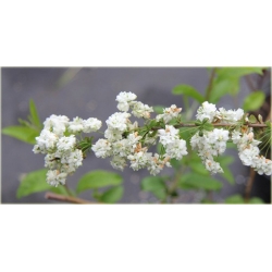 krzewy Tawuła śliwolistna pełna Plena K184