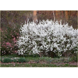 krzewy Tawuła śliwolistna pełna Plena K184