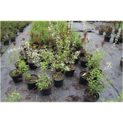 krzewy Tawuła śliwolistna pełna Plena K184