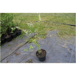 krzewy Tawuła śliwolistna pełna Plena K184