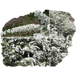 krzewy Tawuła szara Grefsheim K22