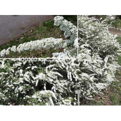 krzewy Tawuła szara Grefsheim K22