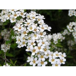 krzewy Tawuła szara Grefsheim K22