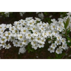 krzewy Tawuła szara Grefsheim K22