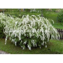 krzewy Tawuła szara Grefsheim K22