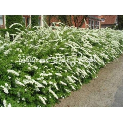 krzewy Tawuła szara Grefsheim K22