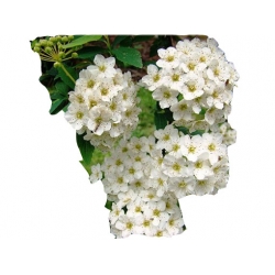 krzewy Tawuła van Houttea biała K64