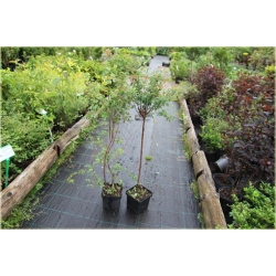 krzewy Tawuła van Houttea biała K64