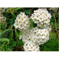 krzewy Tawuła van Houttea biała K64