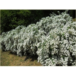 krzewy Tawuła van Houttea biała K64