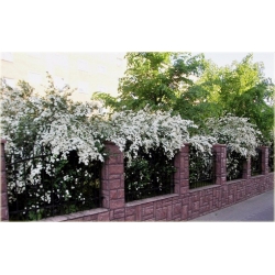 krzewy Tawuła van Houttea biała K64