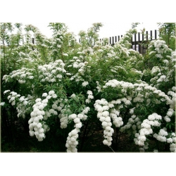 krzewy Tawuła van Houttea biała K64