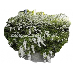 krzewy Tawuła wczesna Spirea arguta K42
