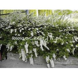 krzewy Tawuła wczesna Spirea arguta K42