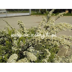 krzewy Tawuła wczesna Spirea arguta K42