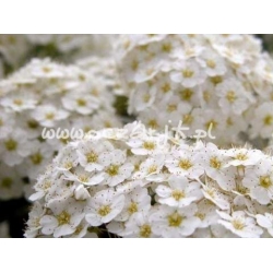 krzewy Tawuła wczesna Spirea arguta K42