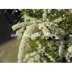 krzewy Tawuła wczesna Spirea arguta K42