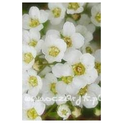 krzewy Tawuła wczesna Spirea arguta K42