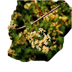 krzewy Tawulec pogięty Crispa K85