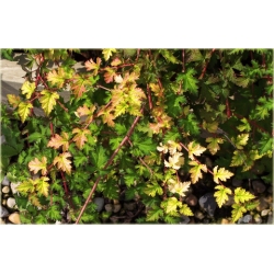 krzewy Tawulec pogięty Crispa K85