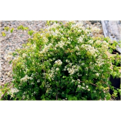 krzewy Tawulec pogięty Crispa K85